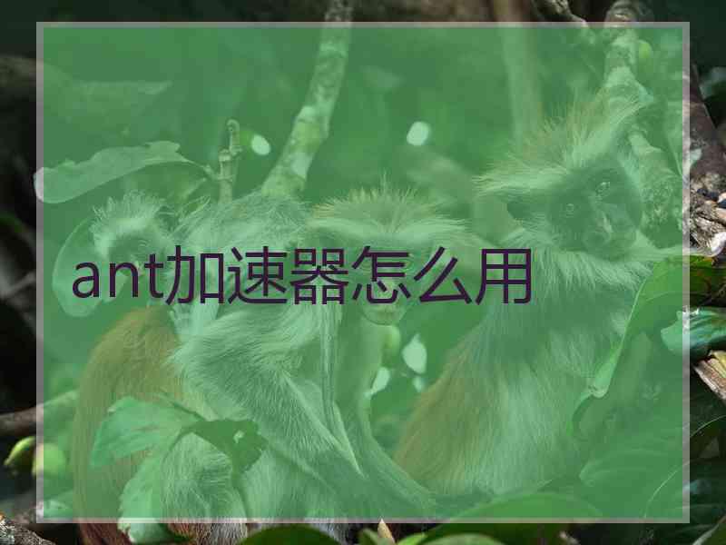 ant加速器怎么用