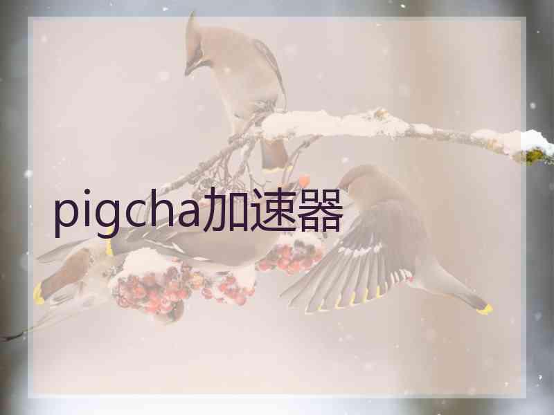 pigcha加速器